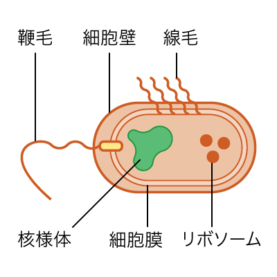鞭毛、細胞壁、線毛、核様体、細細胞、リボソーム
