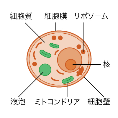 細胞質、細胞膜、リボソーム、核、液胞、ミトコンドリア、細胞壁